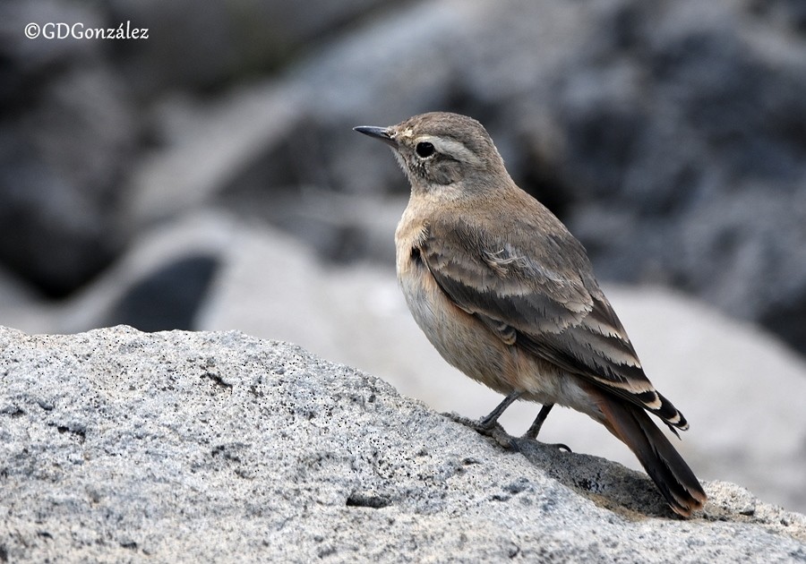 Rufous-banded Miner - ML596011651