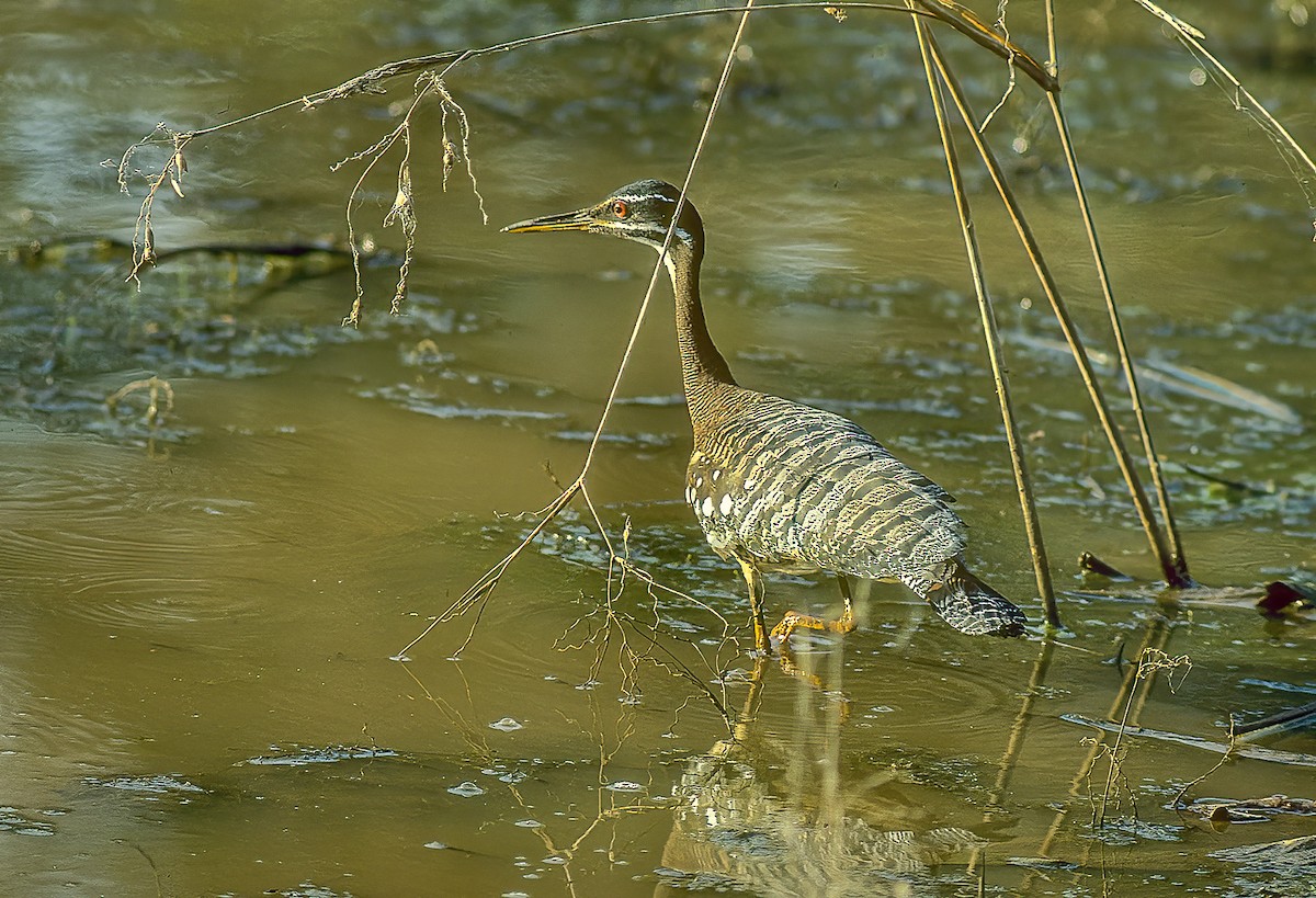 Sunbittern - ML596012031