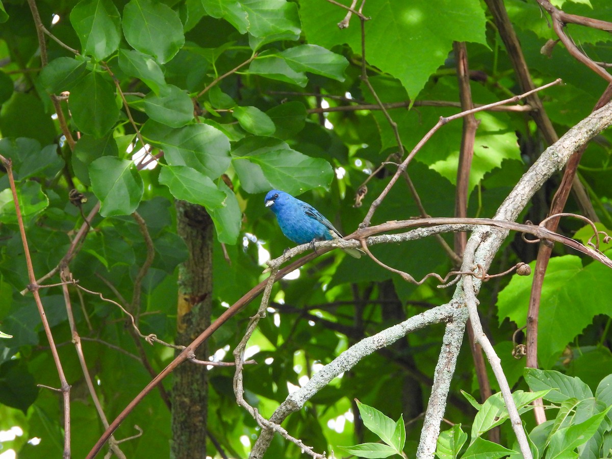 Indigo Bunting - ML596012191