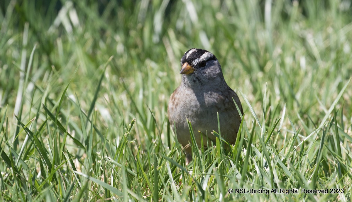 White-crowned Sparrow - ML596014011