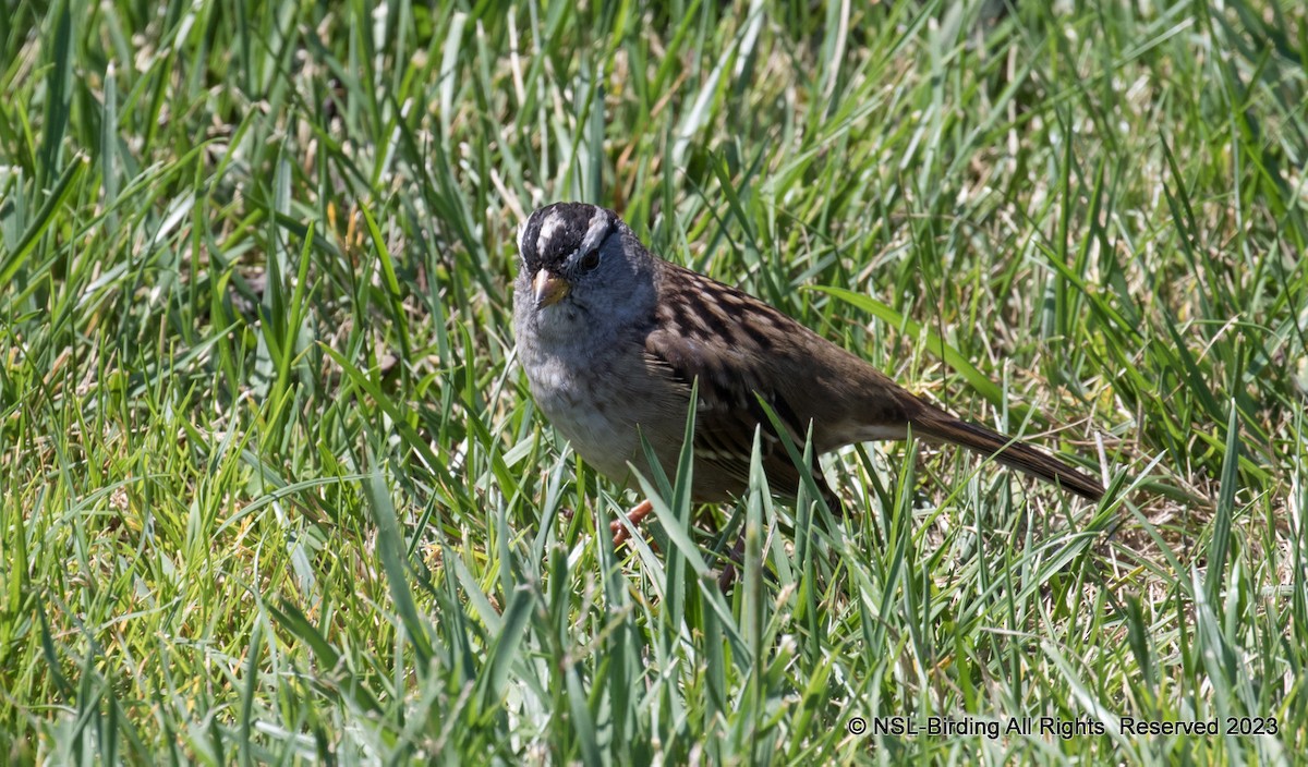White-crowned Sparrow - ML596014021