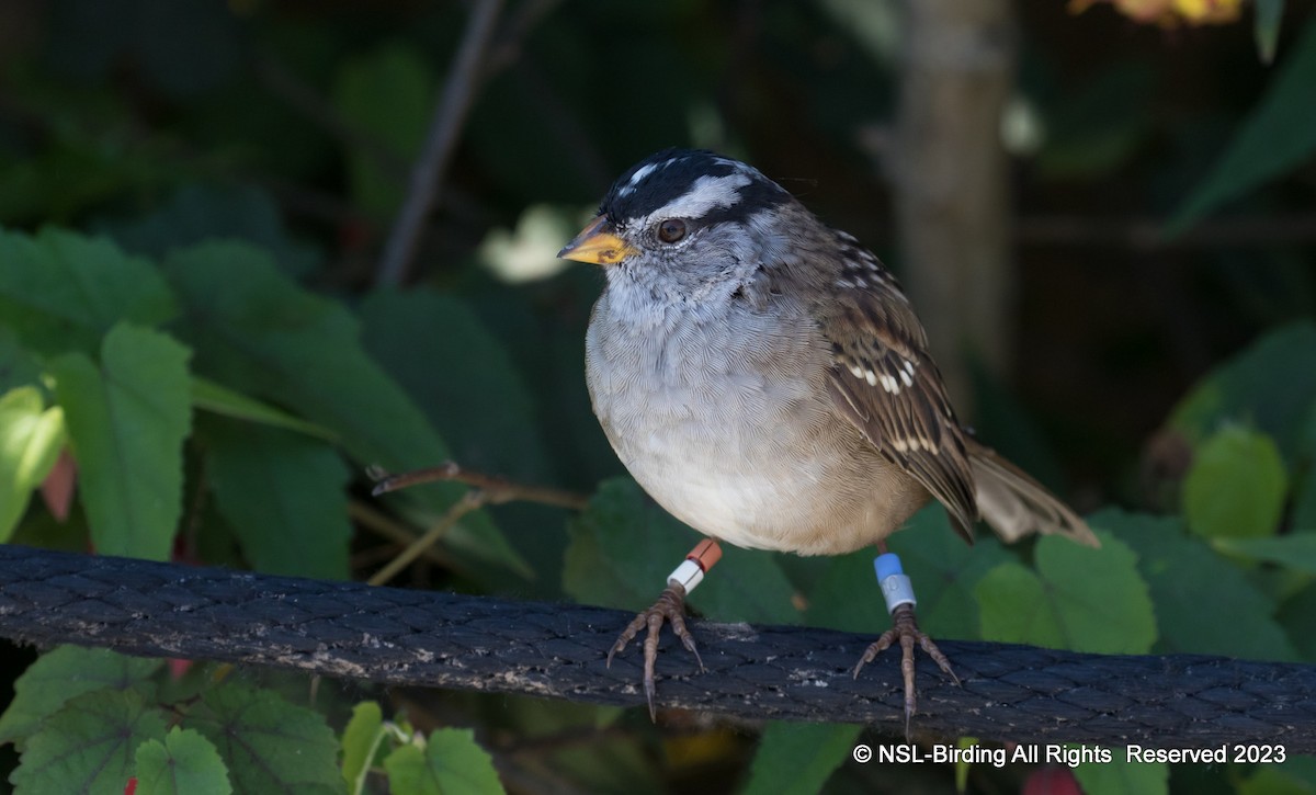 White-crowned Sparrow - 🕊️ Newton st Loe Birding 🕊️