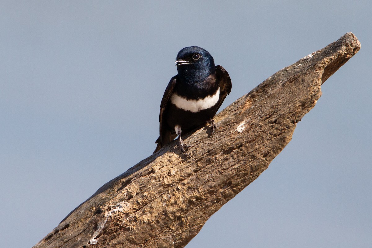 White-banded Swallow - ML596014301