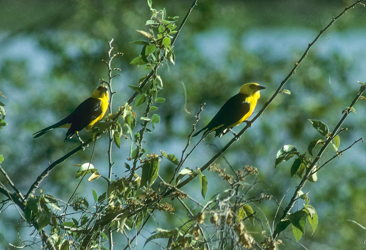 Oriole Blackbird - ML596015031