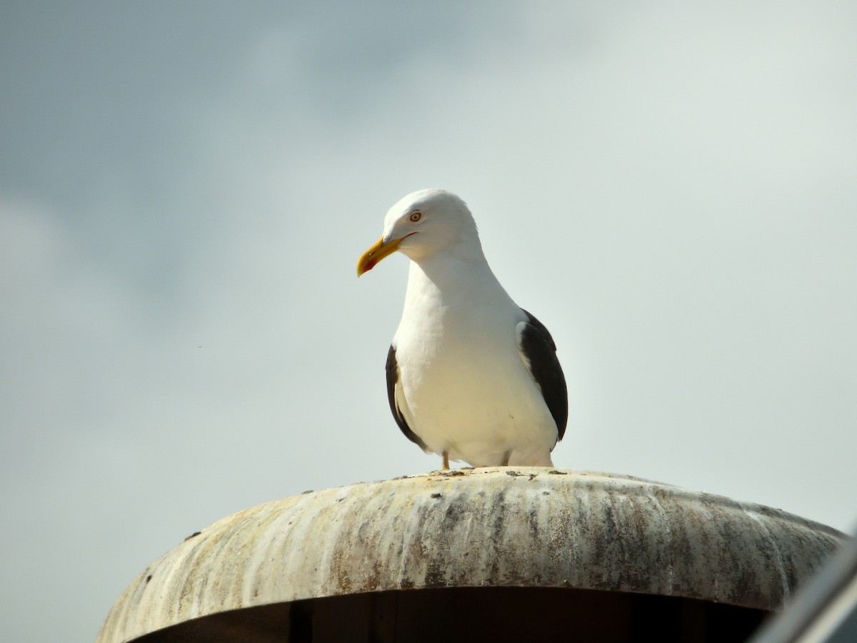 Lesser Black-backed Gull - Dennis op 't Roodt