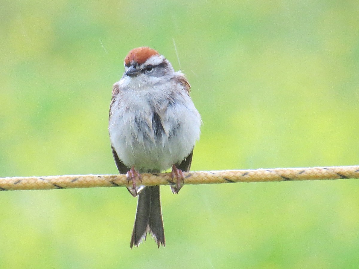 Chipping Sparrow - ML59601541