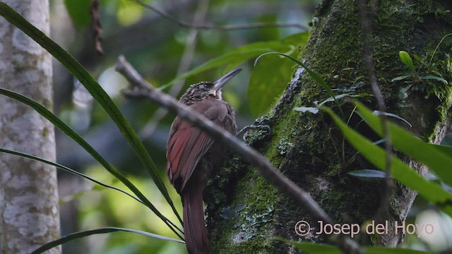 Cocoa Woodcreeper (Lawrence's) - ML596015651