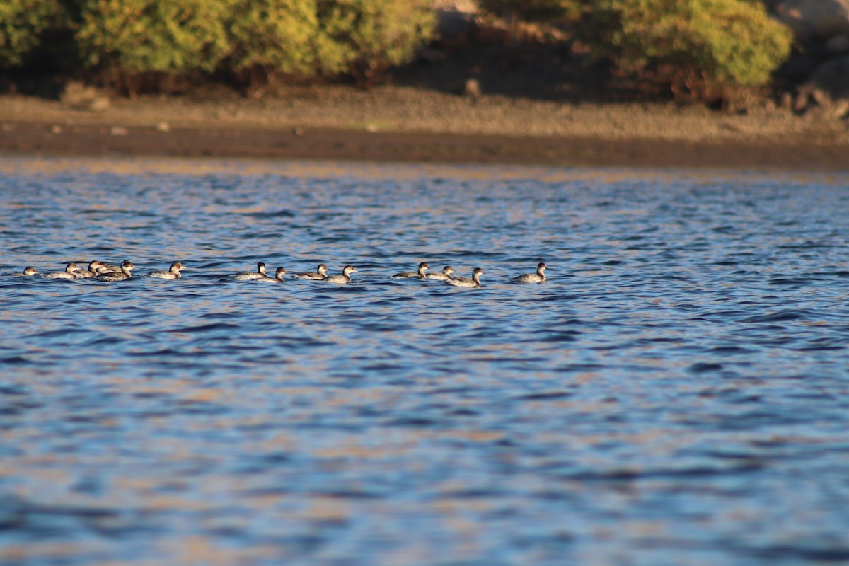 Eared Grebe - ML596016391