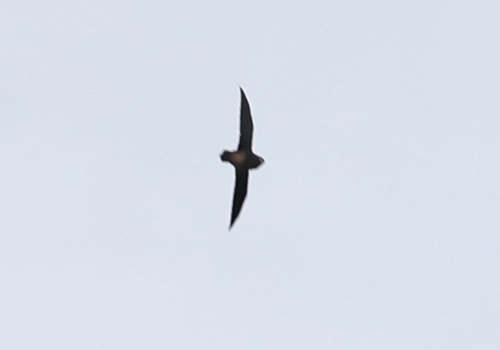 Brown-backed Needletail - Vijaya Lakshmi