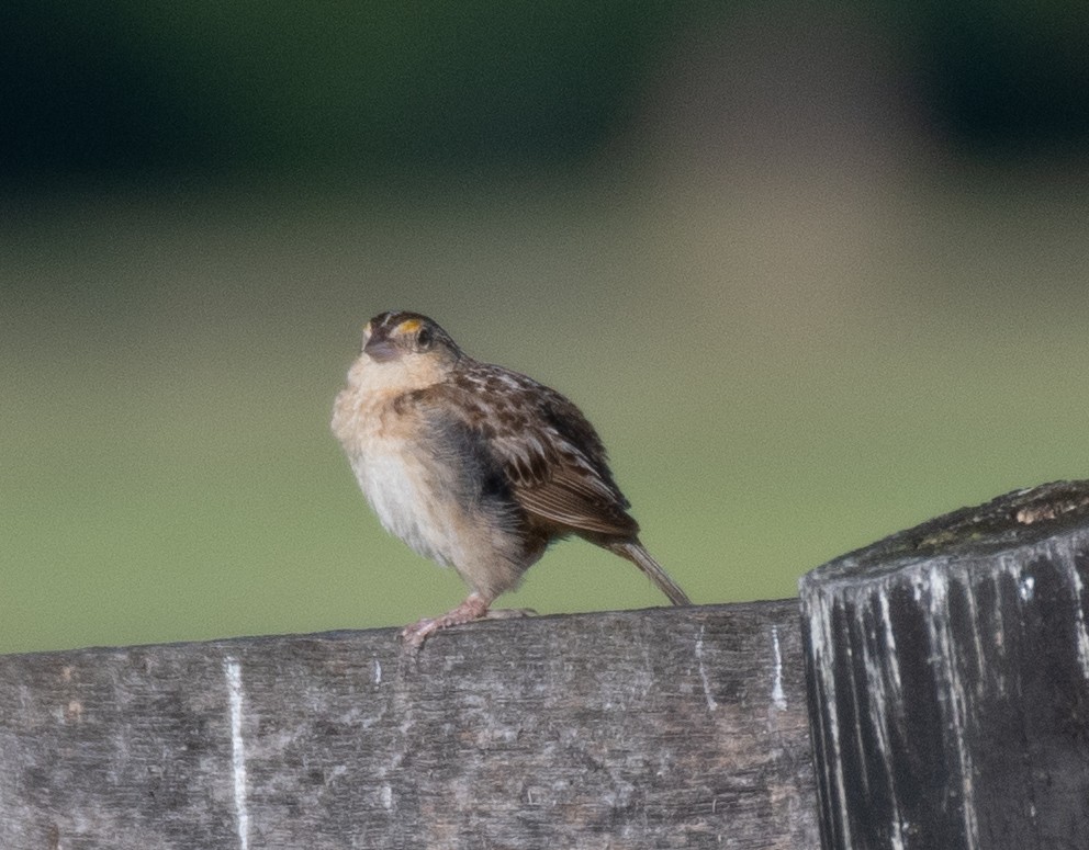 Grasshopper Sparrow - Dennis Utterback