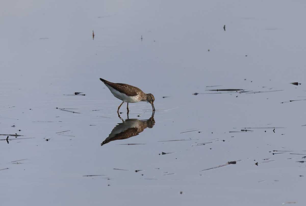 Solitary Sandpiper - ML596016561