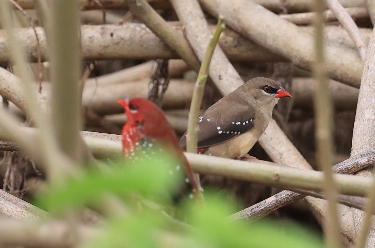 Red Avadavat - Vijaya Lakshmi