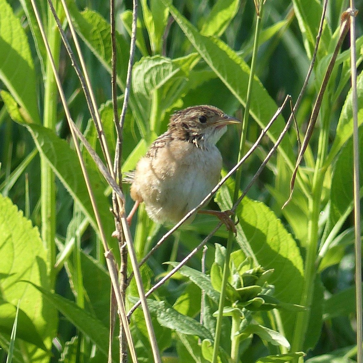 Sedge Wren - ML596018281