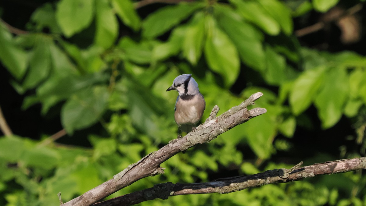 Blue Jay - ML596018321