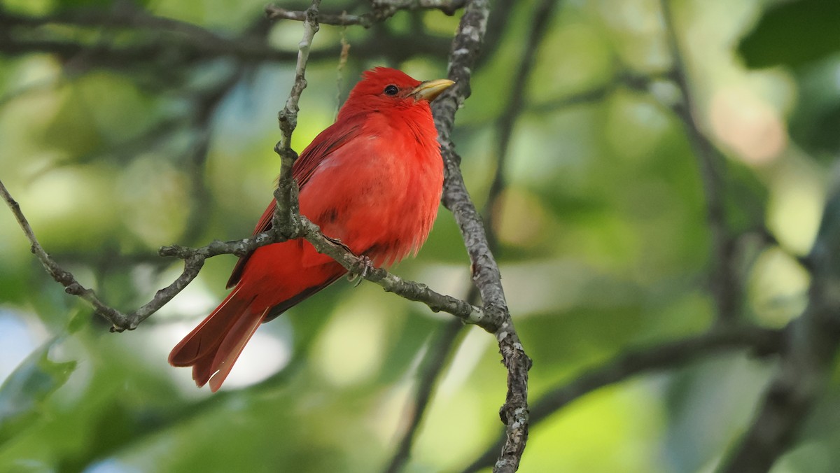 Summer Tanager - ML596018541