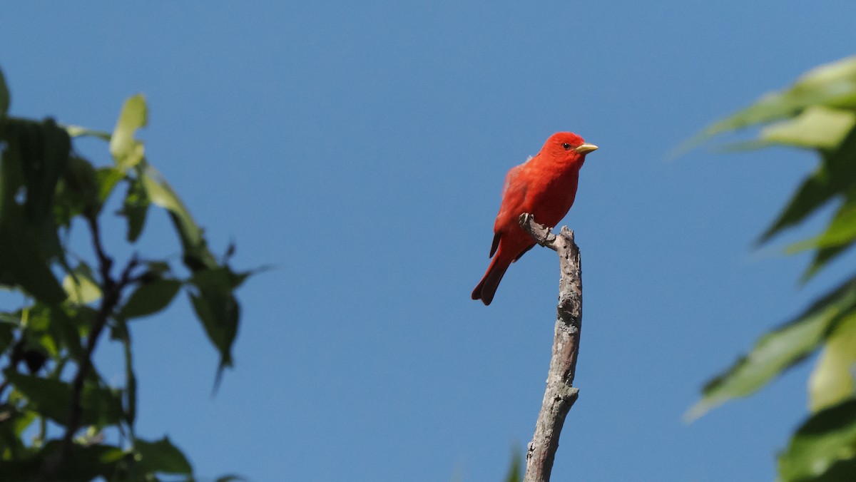 Summer Tanager - ML596018591