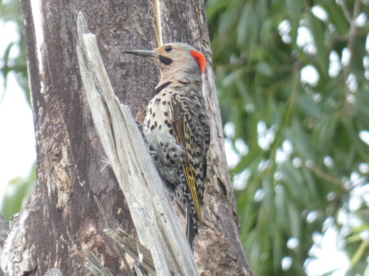 Northern Flicker - ML596018651