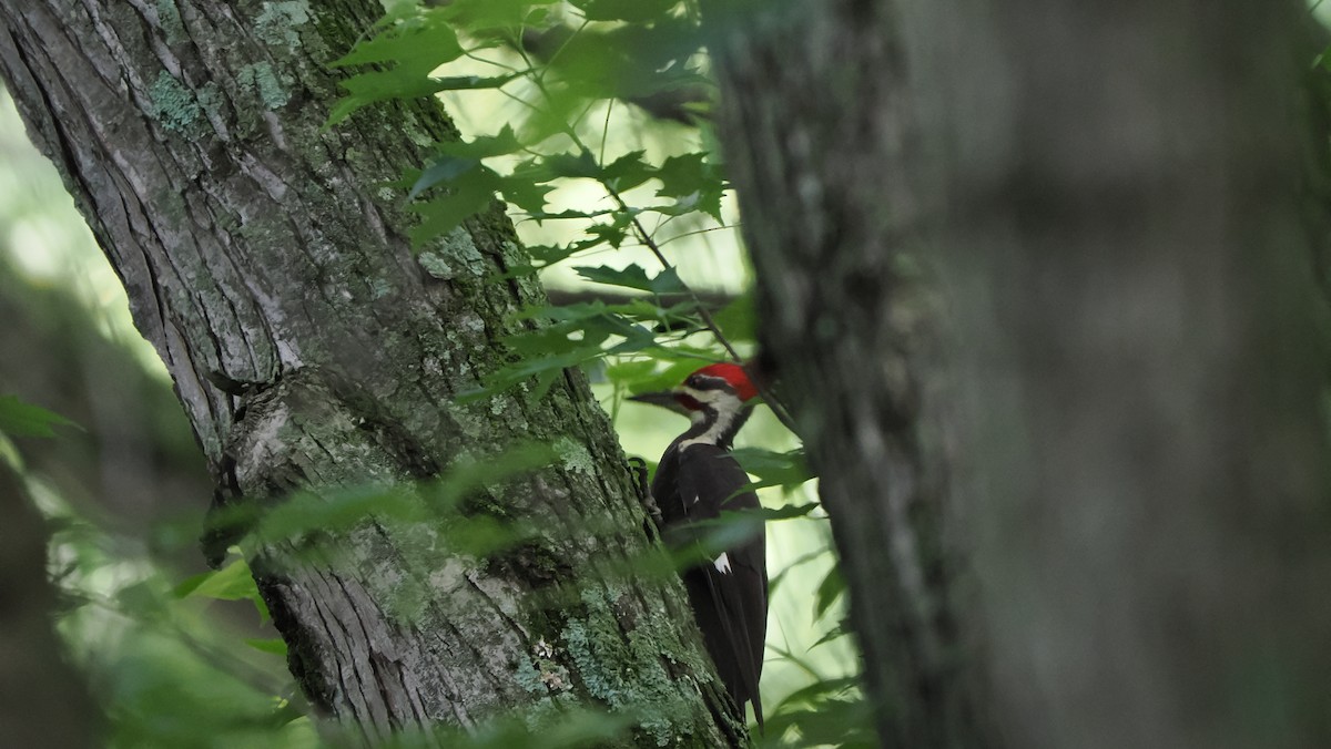 Pileated Woodpecker - ML596018691