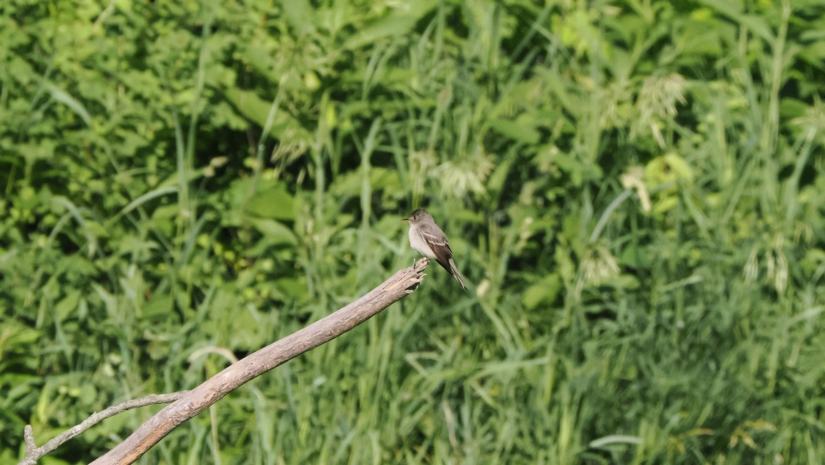 Eastern Wood-Pewee - ML596018821