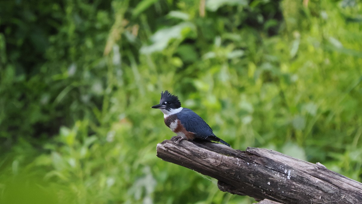 Belted Kingfisher - ML596018941