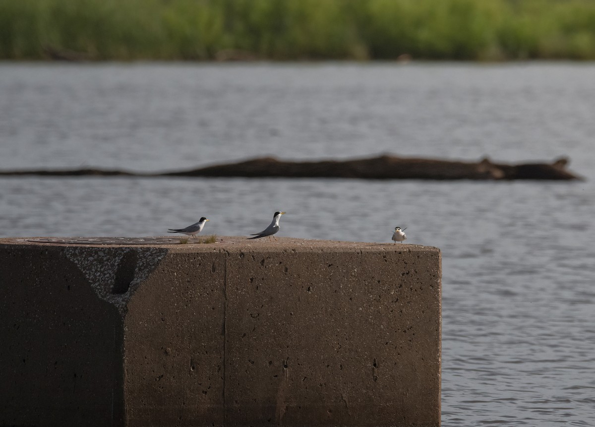 Least Tern - ML596019841