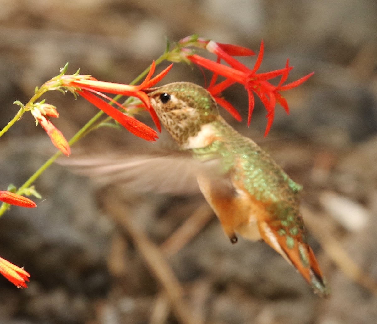 Rufous Hummingbird - ML596020091