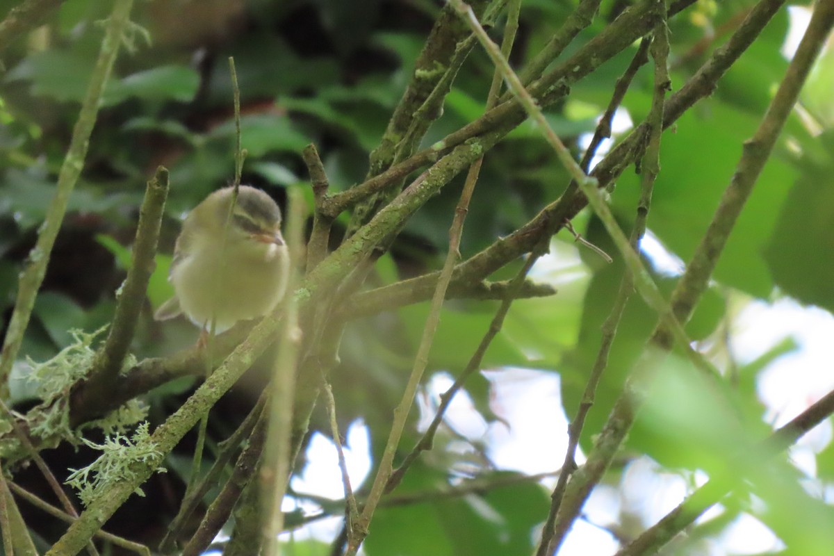 Common Firecrest - ML596020711