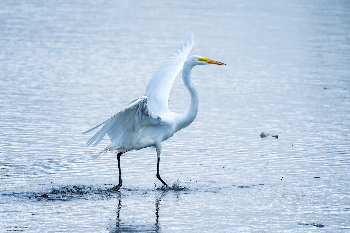 Great Egret - James Johnston