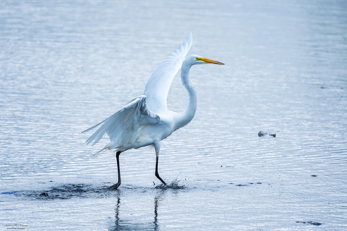 Great Egret - James Johnston