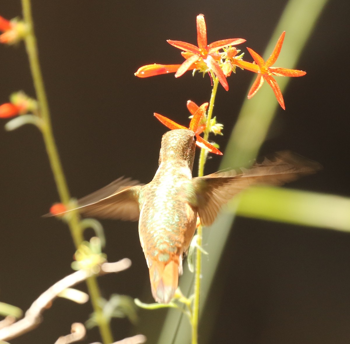 Rufous Hummingbird - ML596021901