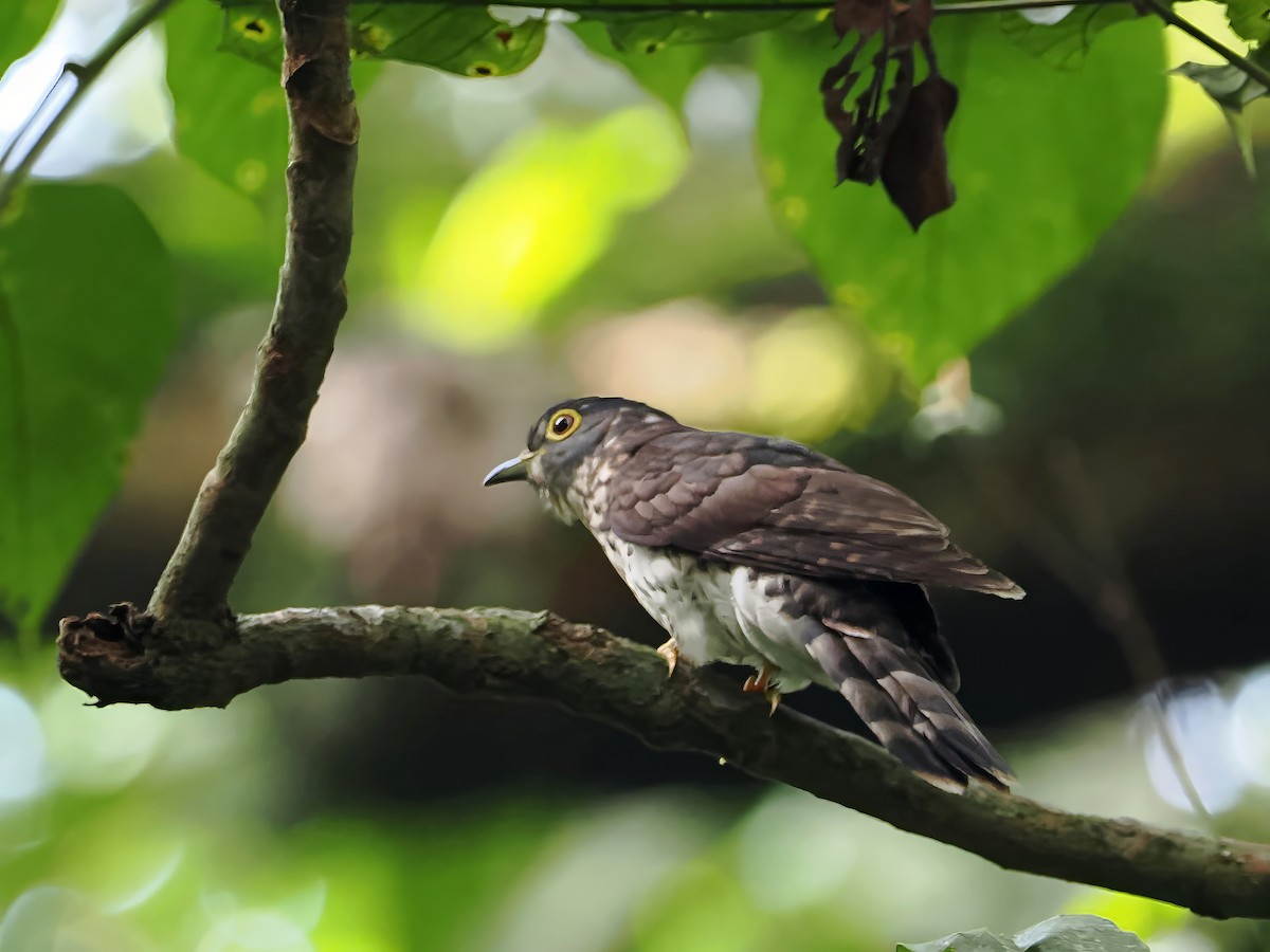Malaysian Hawk-Cuckoo - ML596022241