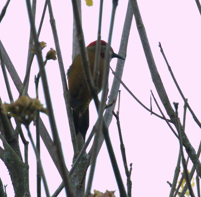 Golden-olive Woodpecker - Edward Celedon