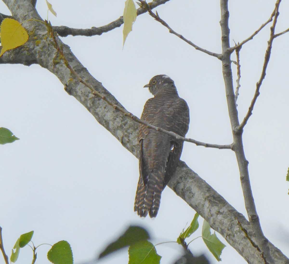 Common Cuckoo - ML596023511