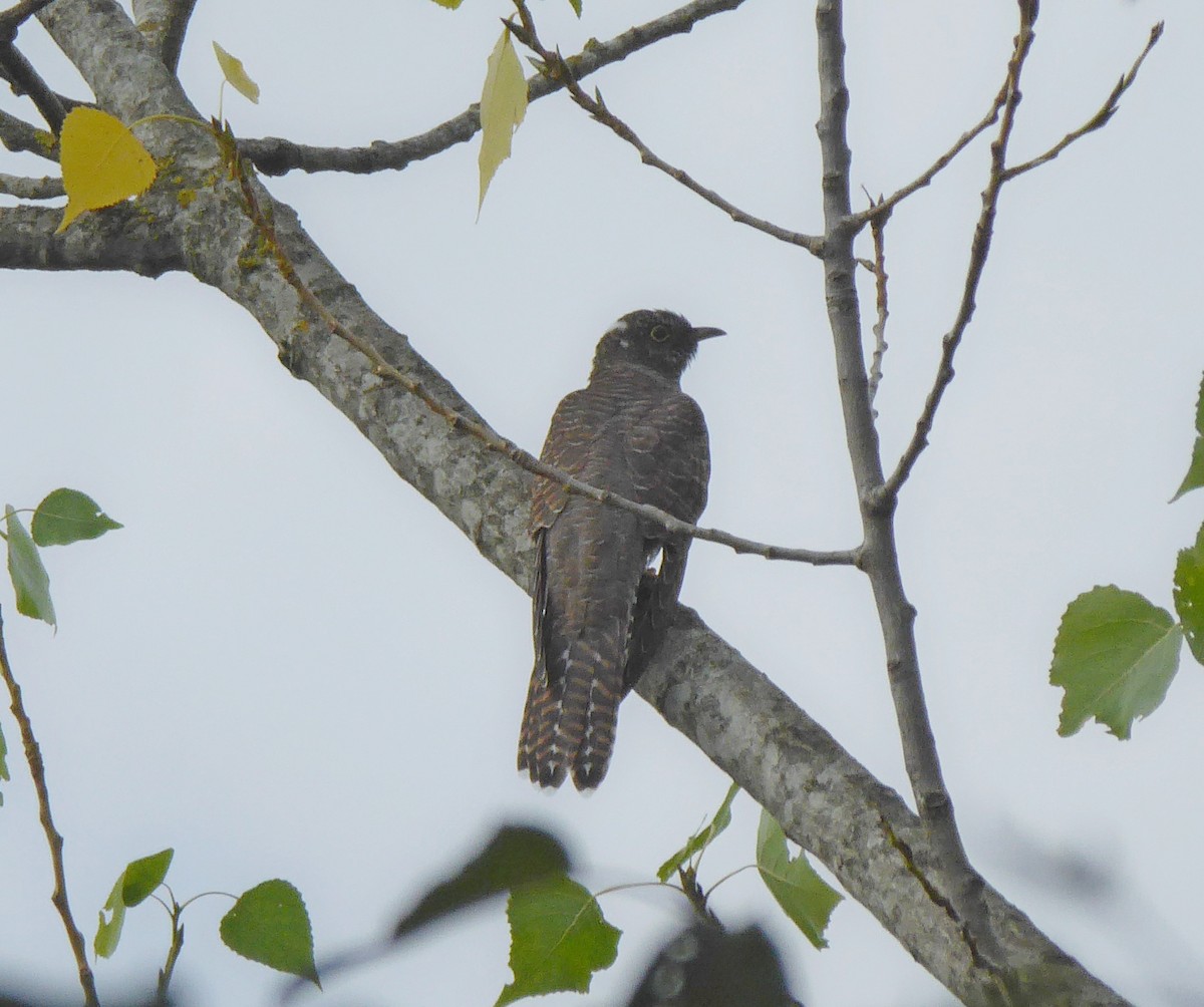 Common Cuckoo - ML596023521