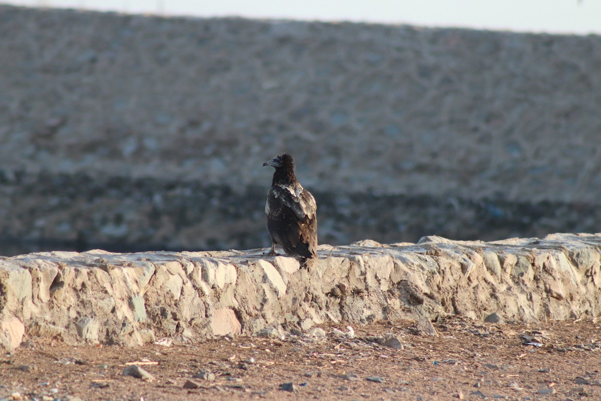 Egyptian Vulture - Nader Gebril