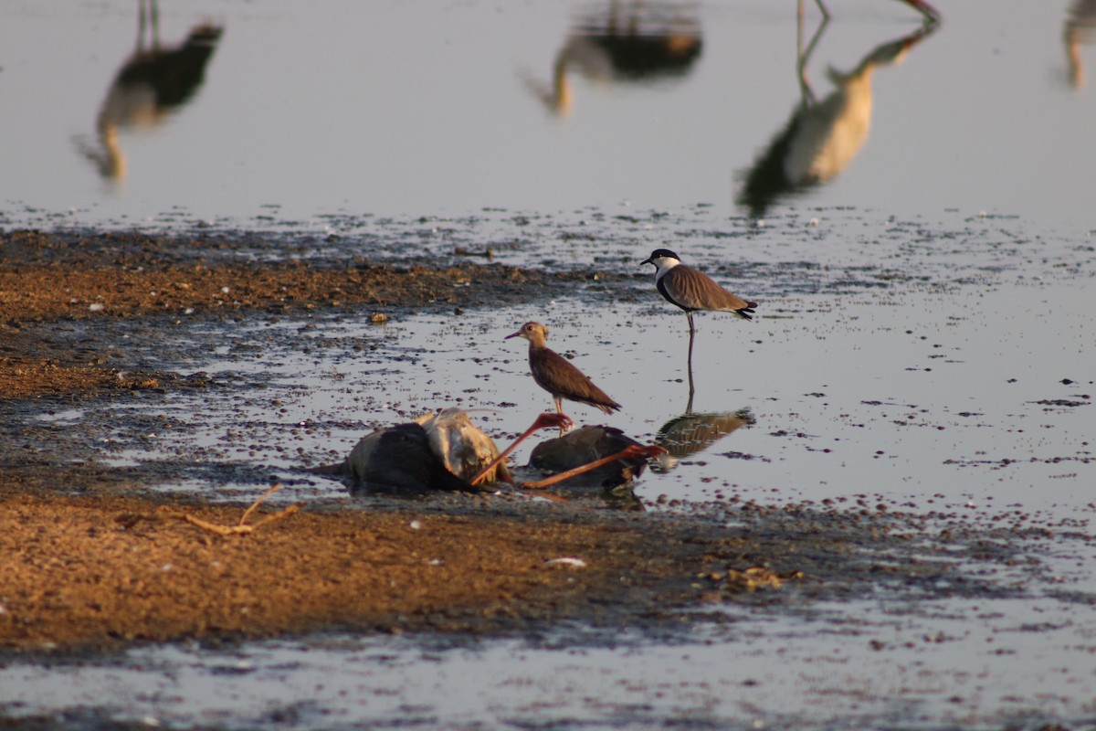 White-tailed Lapwing - Nader Gebril