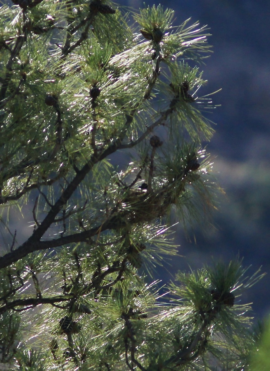 Thick-billed Kingbird - Randy Pinkston