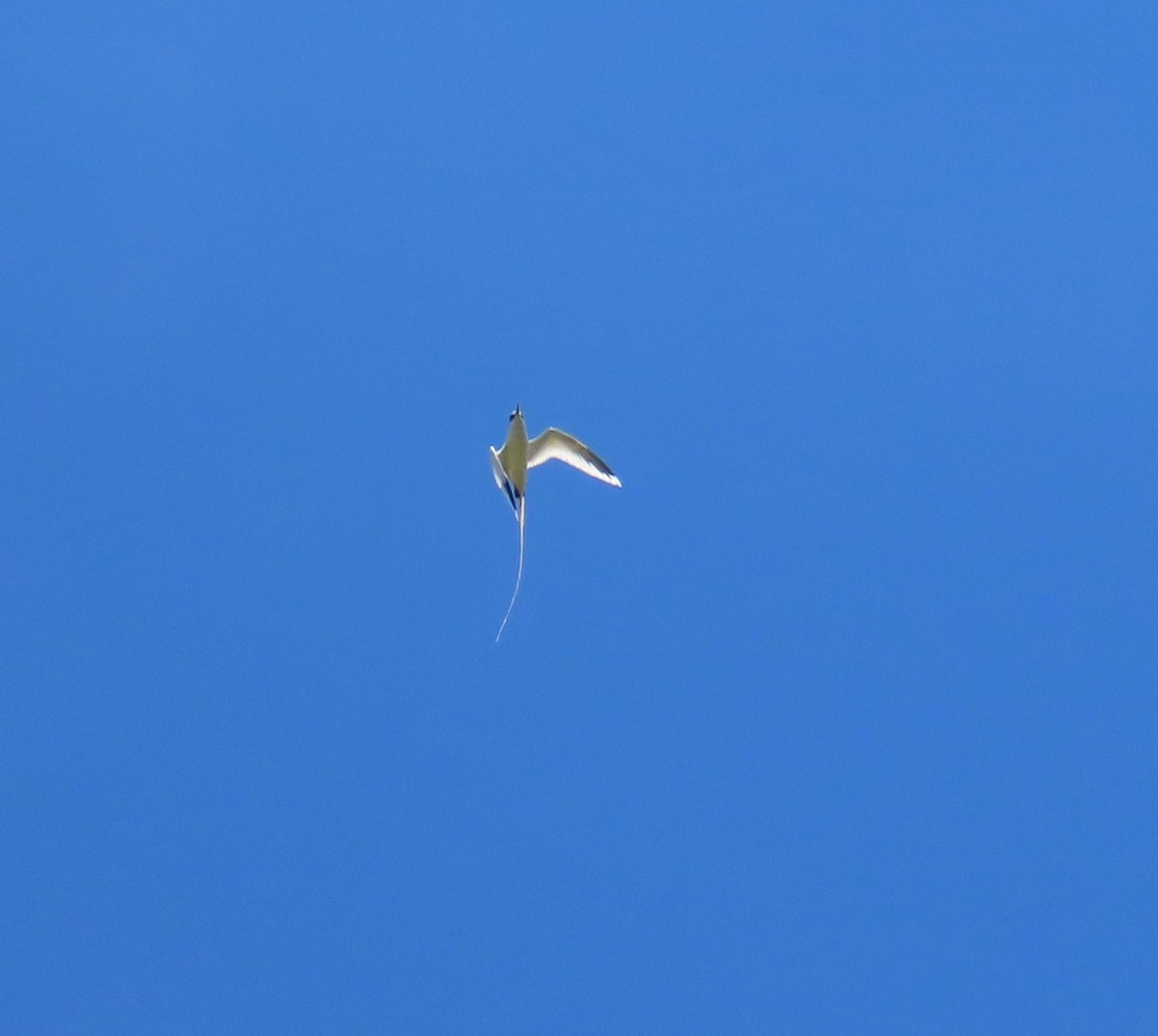 White-tailed Tropicbird - Kevin Burns