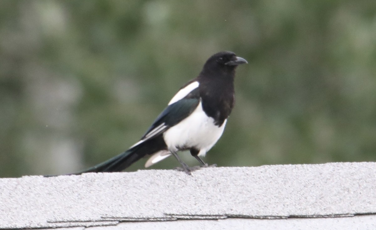 Black-billed Magpie - ML596026271