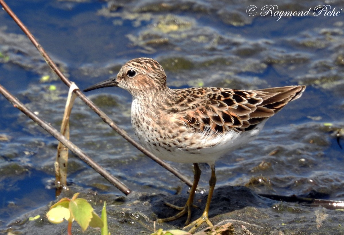 Least Sandpiper - ML59602671