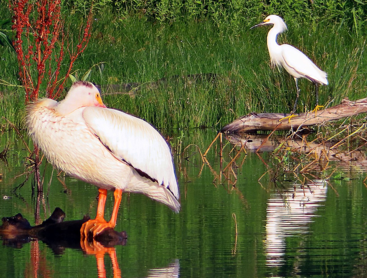 Snowy Egret - ML596028031