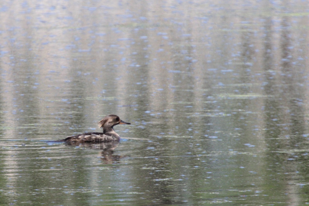 Hooded Merganser - ML596028131