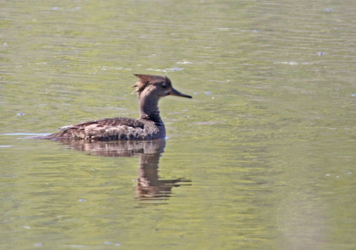 Hooded Merganser - ML596028141