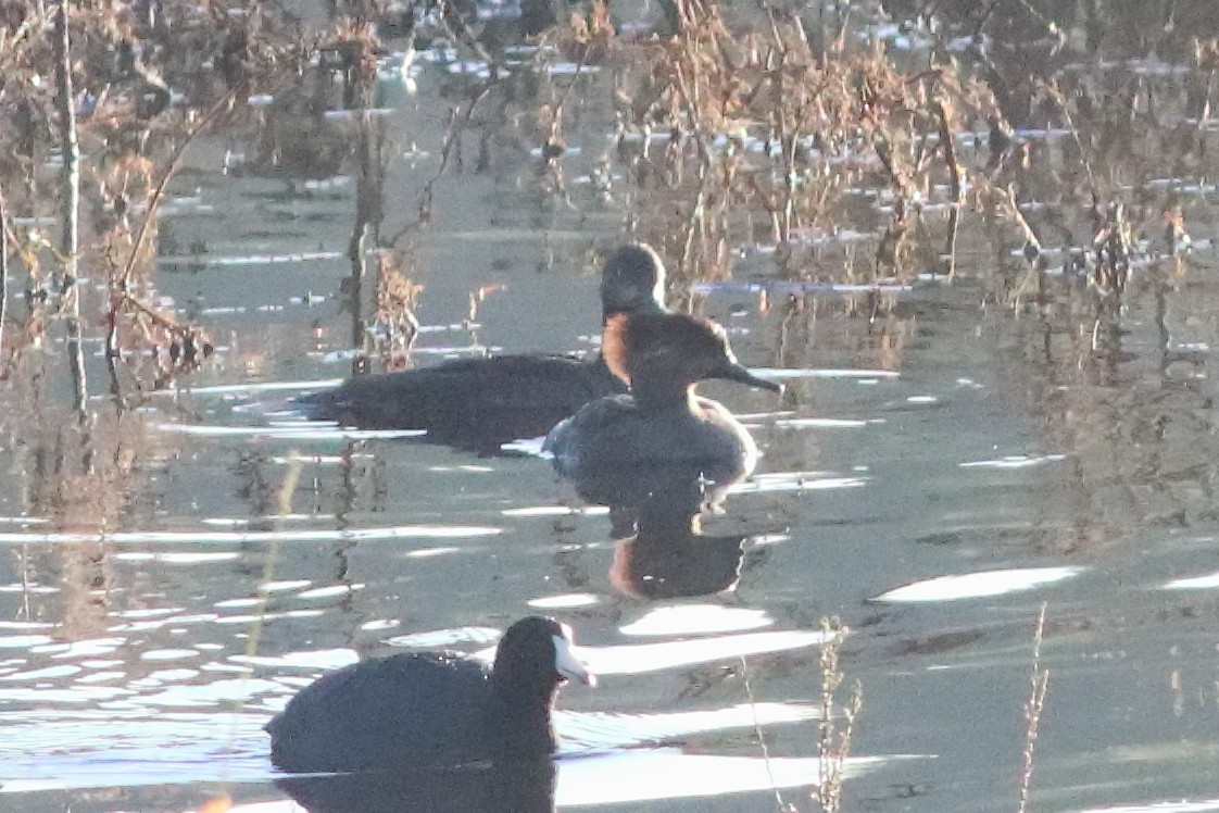 Hooded Merganser - ML596028721