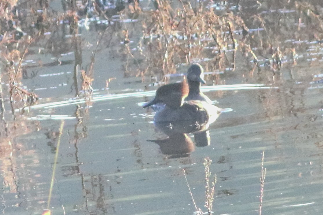 Hooded Merganser - ML596028731