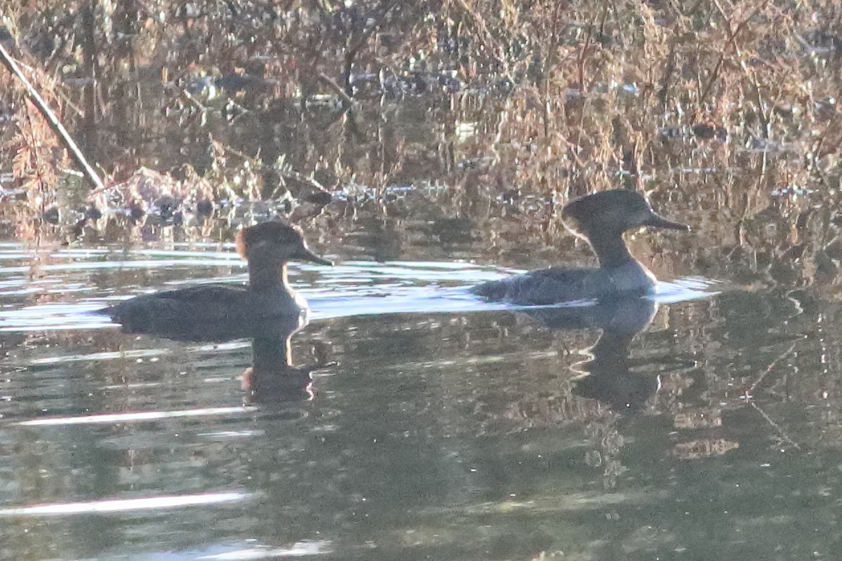 Hooded Merganser - ML596028751