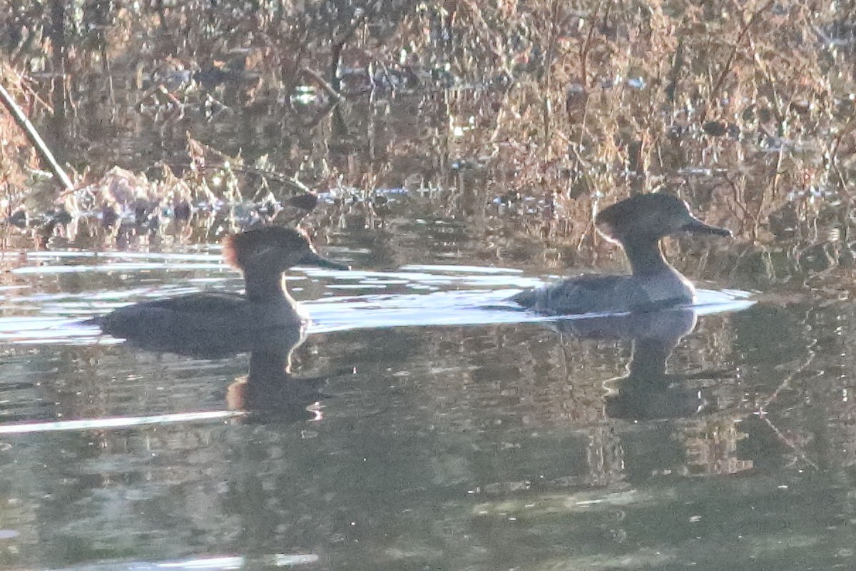 Hooded Merganser - ML596028761