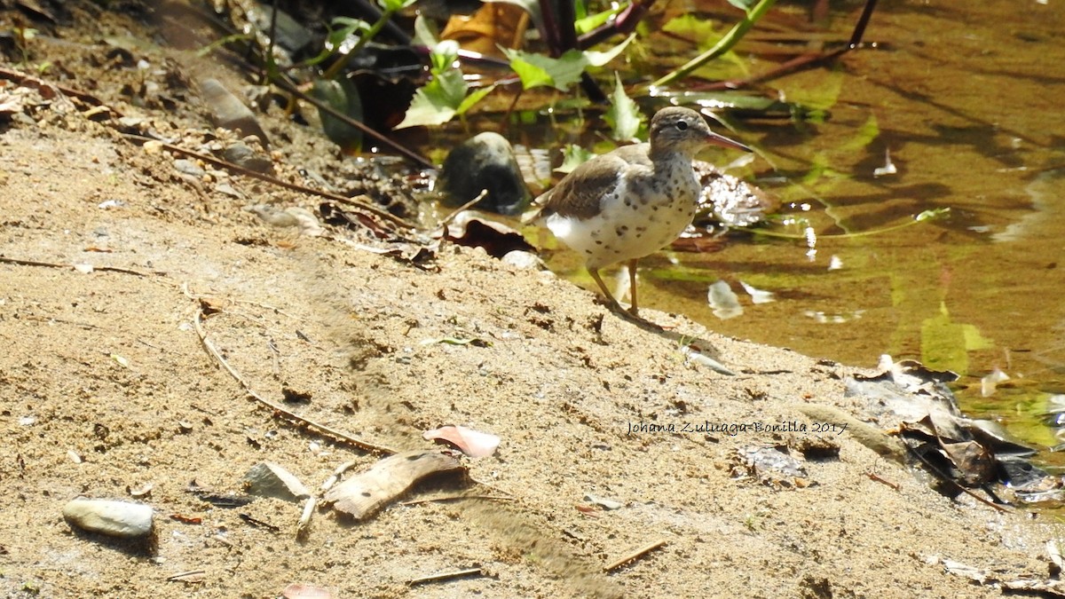 Spotted Sandpiper - Johana Zuluaga-Bonilla