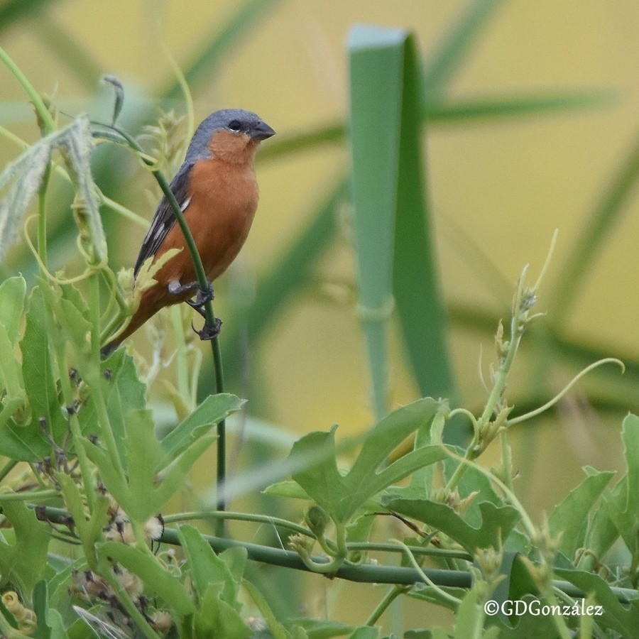 Tawny-bellied Seedeater - ML596028951