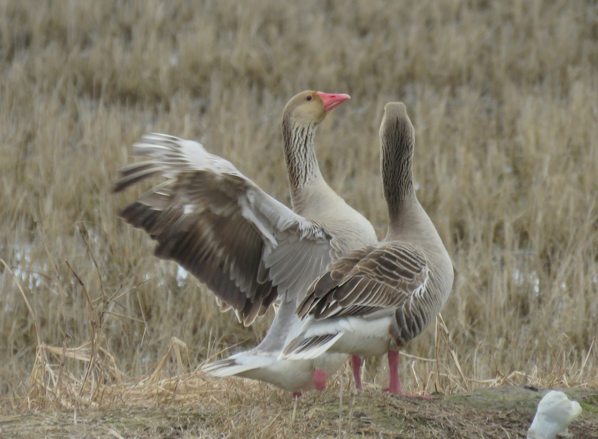 Graylag Goose - ML596029331